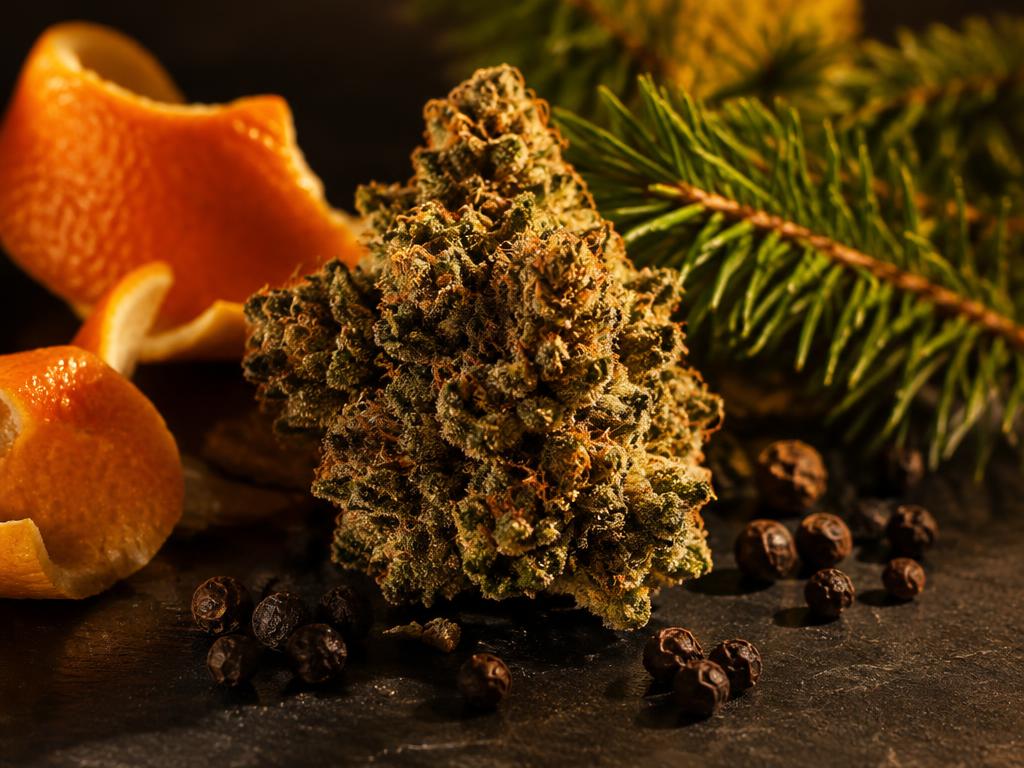 Featured image for What Are Terpenes and Why Do They Matter?